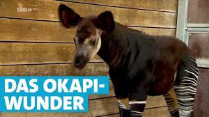 Okapis often travel up to 0.5 miles (0.8 kilometers) a day in search of food, usually along trails worn at the san diego zoo and the san diego zoo safari park, okapis are fed alfalfa hay and pellets, leafy. Unbemerkt Geboren Okapi Baby In Der Wilhelma Youtube