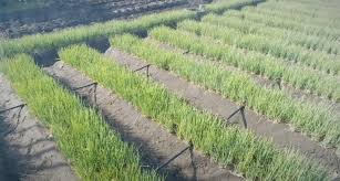 Kemudian hortikultura digunakan secara lebih luas bukan hanya untuk budidaya di kebun. Musim Kemarau Ini Strategi Selamatkan Tanaman Hortikultura