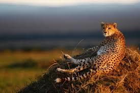 For those of you who don't know about the blainville's beaked whale or the artai argali or the black and rufous sengi (yes it's both black and rufous), it's about time you did! Cheetah Facts For Kids Big Cats African Animals