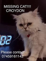 She home now This is princess she is a house cat she has escaped last night 