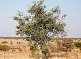 Image result for Securidaca longepedunculata