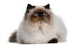 A Guide to the Popular Persian Hybrid: The Himalayan Cat ...