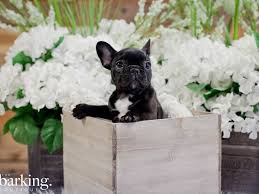 Valitse laajasta valikoimasta samankaltaisia kohtauksia. French Bulldog Dog Female Black 2272964 The Barking Boutique