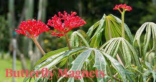 Image result for Jatropha erythropoda