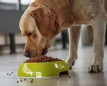 pet eatingの画像