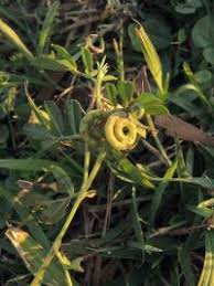 Image result for Indigofera circinella