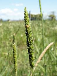 Image result for Danthoniopsis pruinosa