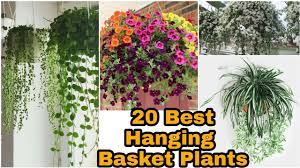Buy hanging basket flowers and get the best deals at the lowest prices on ebay! 20 Rare Hanging Basket Plants India Full Sun Hanging Basket Plants Shade Loving Hanging Basket Youtube