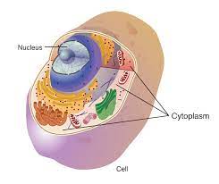 The primary function of the kupffer cell is to remove foreign debris and particles that have comes from the portal system when passing through the liver. Cytoplasm