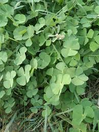 Image result for Marsileaceae