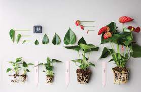 Young Plants Anthura Anthurium Plant Flamingo Plant Lily Plants