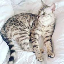 Bengal Cats For Sale Bengal Cat For Adoption Bengal Cat For Sale In 2021 Bengal Cat Bengal Cat For Sale Cat Adoption