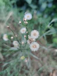 Image result for Conyza