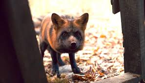 Image result for the fox in anne series 2017