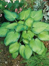 Welcome to martin's home & garden! Hosta Funkia I Kruka Sok Pa Google Hosta Guacamole Hostas Front Flower Beds