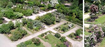 Le biostimulant répulsif efficace contre les corbeaux et sangliers. Societe Francaise Des Roses Le Parc De La Tete D Or Comprend Trois Roseraies Qui Meritent Une Visite