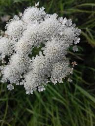 Image result for Oenanthe procumbens