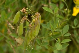 Image result for Crotalaria laburnifolia