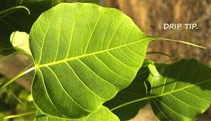 Image result for Ficus religiosa
