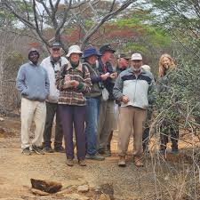 Image result for Gymnosporia matoboensis