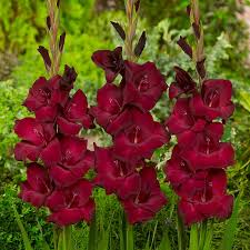Image result for Gladiolus elliotii