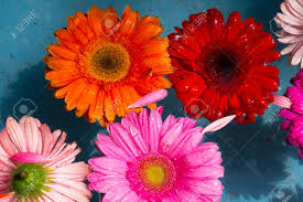 Maybe you would like to learn more about one of these? There Are Floating Flowers In The Water Stock Photo Picture And Royalty Free Image Image 110754972