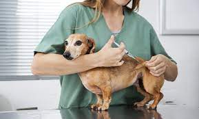 Cães filhotes são muito delicados e vulneráveis vacina para gatos com gripe. Saiba Quais Vacinas Seu Pet Deve Receber