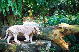 Full Day Safari Experience Zoo And River Safari Singapore Zoo Singapore Tour Singapore