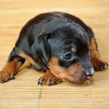 Puppies for sale dog 10 plush stuffed animal adorable. 1 Doberman Puppies For Sale In Orlando Fl Uptown