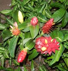 Image result for Costus