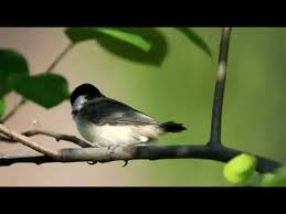 However, they are definitely not known for attractive visuals designs. 7 Chickadee Calls What They Tell You Songs Calls Explained With Examples
