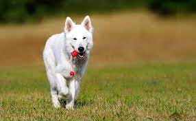 We did not find results for: Le Berger Blanc Suisse Caractere Education Sante Prix Race De Chien