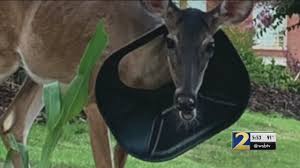 Deer roaming neighborhood with trash can lid stuck over its neck – WSB-TV  Channel 2 - Atlanta