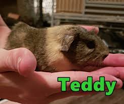 Maybe you would like to learn more about one of these? Tampa Fl Guinea Pig Meet Teddy A Pet For Adoption