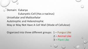 Domain Eukarya Eukaryotic Cell Has A Nucleus Unicellular And Multicellular Autotrophic And Heterotrophic May Or May Not Have A Cell Wall Made Of Cellulose Ppt Download