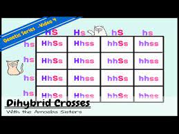 Describe how to use a punnett square for a monohybrid and dihybrid cross. Dihybrid And Two Trait Crosses Youtube