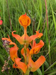 Image result for Platycoryne macroceras