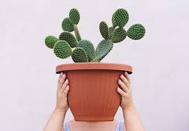 Like all living things, cacti need water to survive. How To Take Care Of Cacti Plants Southern Living