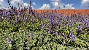 Image result for Coleus neochilus