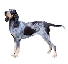 The grand bleu de gascogne is a scenthound of ancient lineage, eminently french. Grand Bleu De Gascogne Dog Breed Information Purina