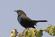 Find the perfect black robin nest stock photo. Indian Robin Wikipedia