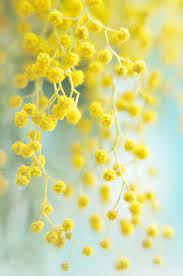 Acacia Dealbata By Alexedg Yellow Aesthetic Pastel Yellow Aesthetic Yellow Flowers