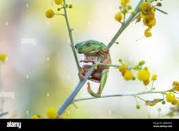 Image result for Acacia davyi