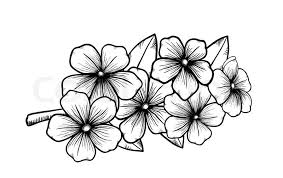 The 1890 variety were described as new single painted daisies. Branch Of A Blossoming Tree In Graphic Stock Vector Colourbox