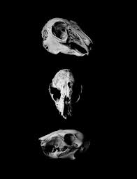 Check spelling or type a new query. Beautiful Bones Skull Art Death Decay Black White Skeleton Photography Mixed Animal Skulls Photography By Vedi Djokich Saatchi Art