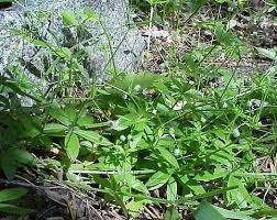 Image result for Galium stenophyllum