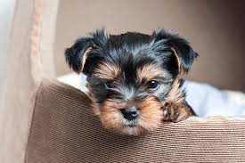 If you have never adopted or trained a dog before, then we suggest reading up on some puppy training tips. Yorkie S First Year Training Timeline For A Yorkshire Terrier Puppy American Kennel Club