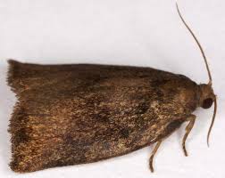 Image result for Archips podanus