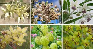Image result for Gomphocarpus glaucophyllus