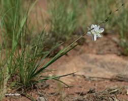 Image result for Chlorophytum galpinii